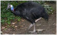 鸟类在分类学中统称为什么,鸟纲分类总表