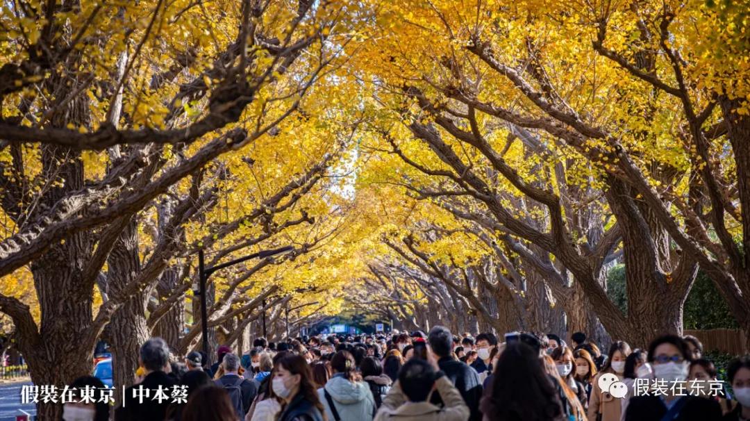 365张照片回顾,365张相片