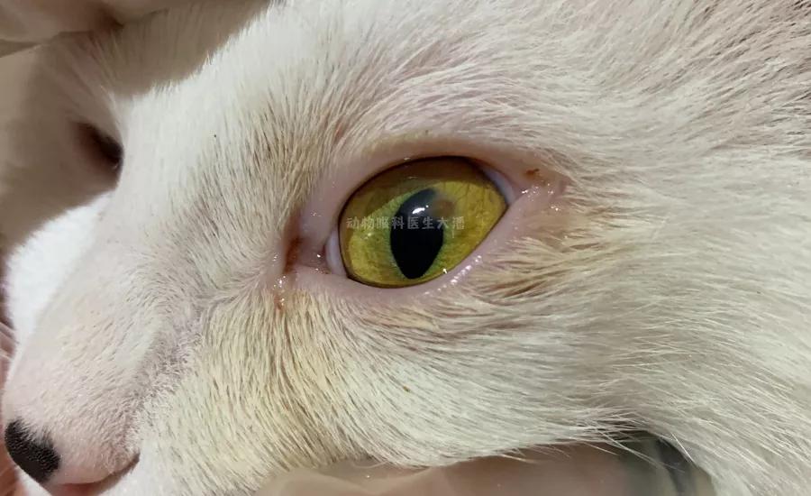 猫咪眼睛血管增生,猫咪眼球充血凸起怀疑肿瘤