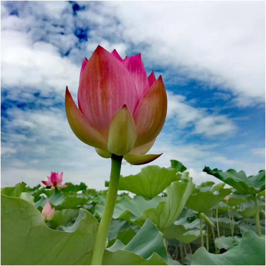 挥汗抛诗消暑气赏荷听雨作秋声