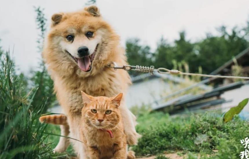 往返福岛11年，他拍下*污染核**区被遗弃的数百个毛孩子故事