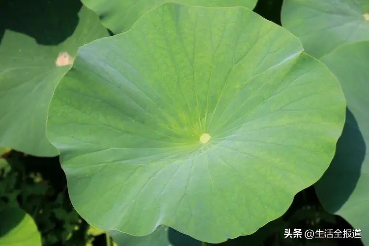 荷花浑身是宝简短介绍,荷花入药有什么功效呢