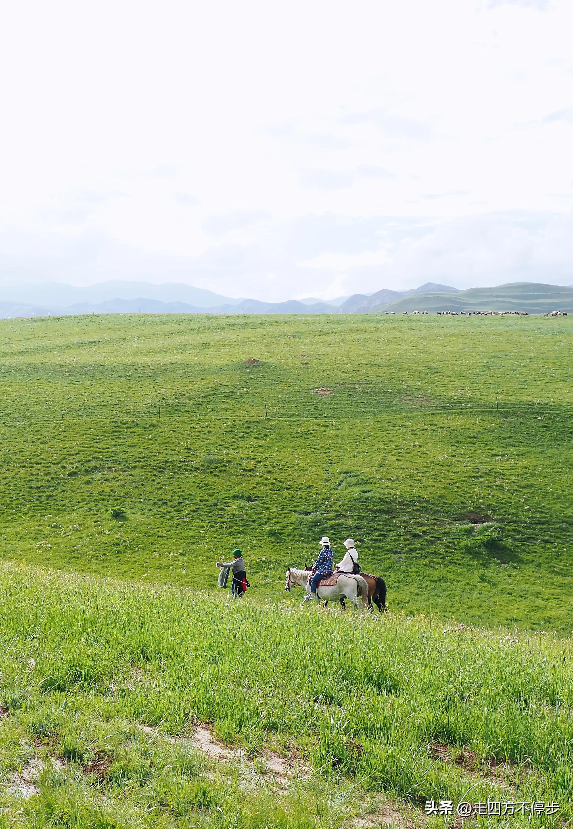 甘南自驾游桑科草原下一站,甘南桑科草原高清精美视频