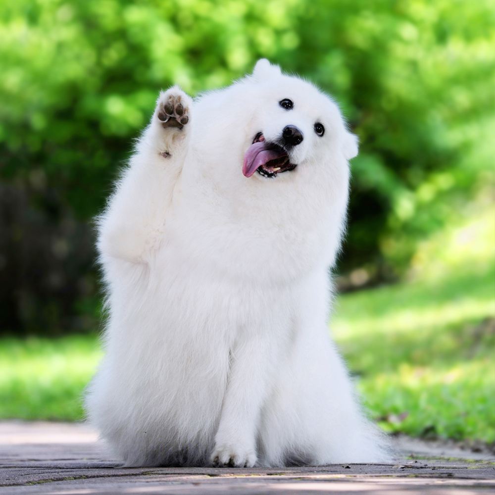 狗狗拉稀是什么原因该如何处理,狗狗拉稀怎么办找对原因对症下药