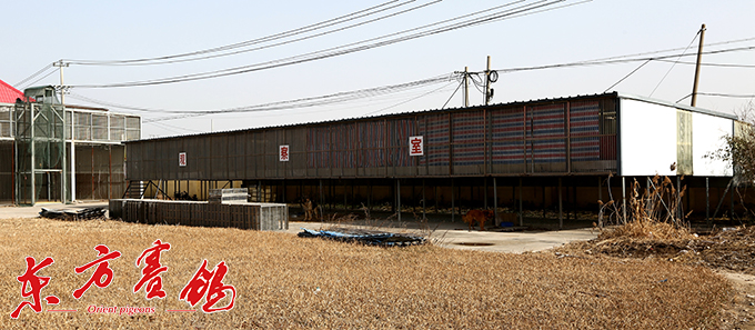 为赛鸽早生华发写春秋——江苏爱翔公棚董事长李伦十一载心系赛鸽情