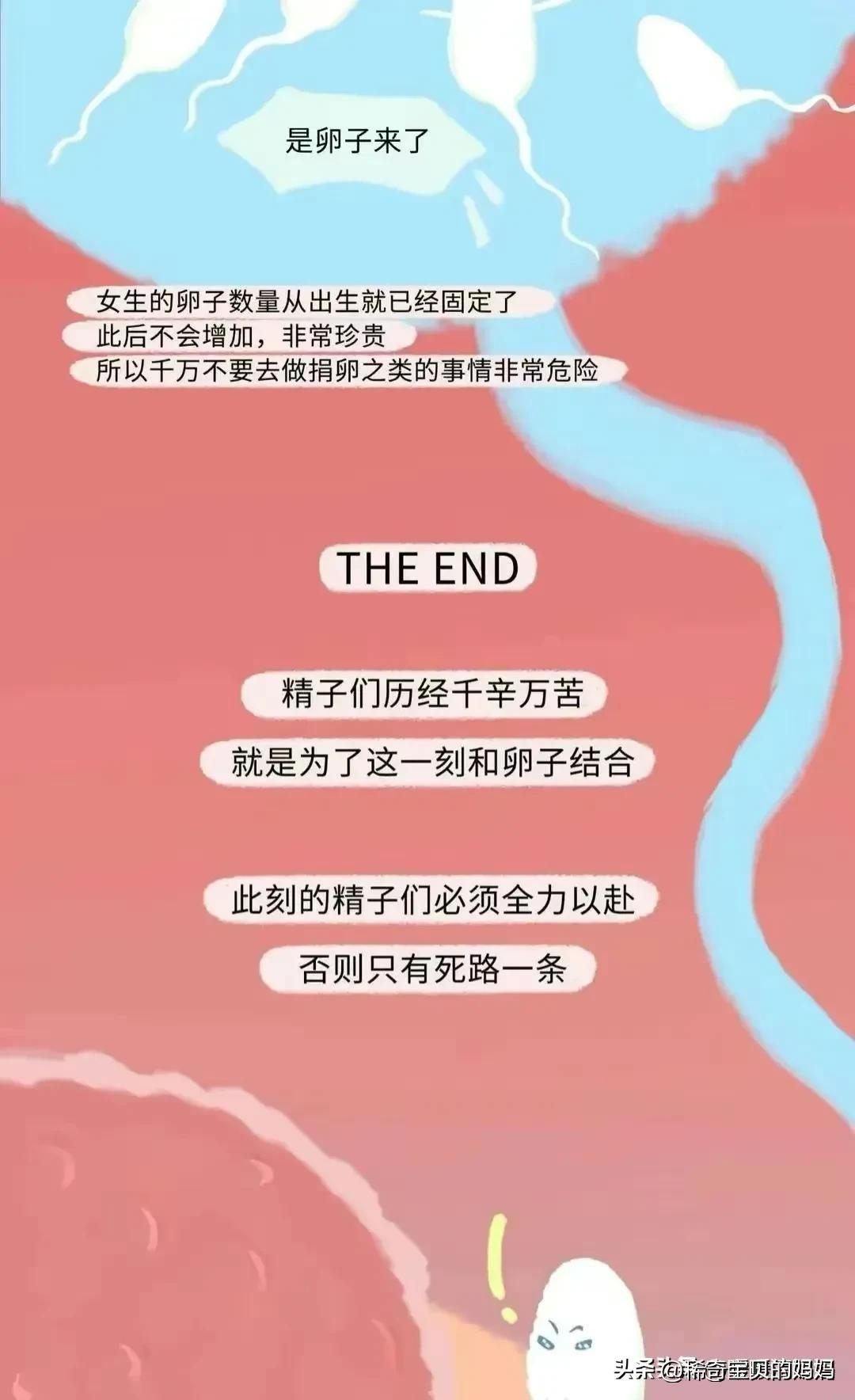 漫画深度解析：“小蝌蚪”进入女生体内的全过程