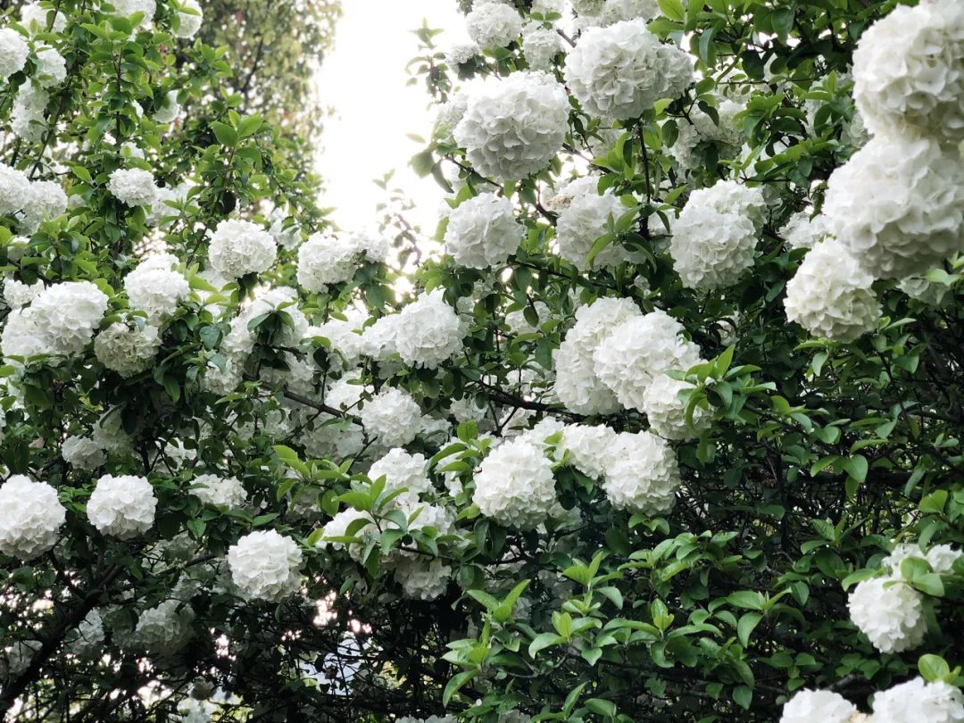 听我的，四月的杭州才是浪漫天花板。