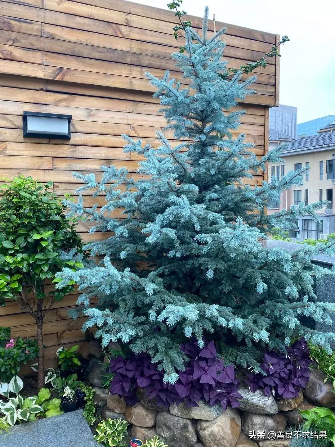 好看的地被植物,超实用的地被植物干货值得收藏