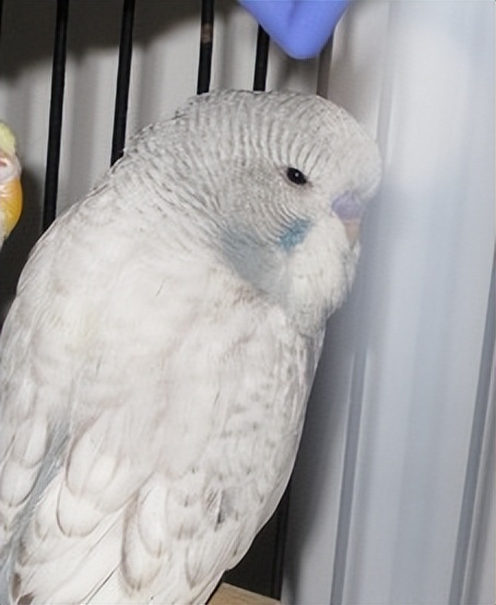 虎皮鹦鹉怎么判断年龄有多大,黄化虎皮鹦鹉年龄对照表图