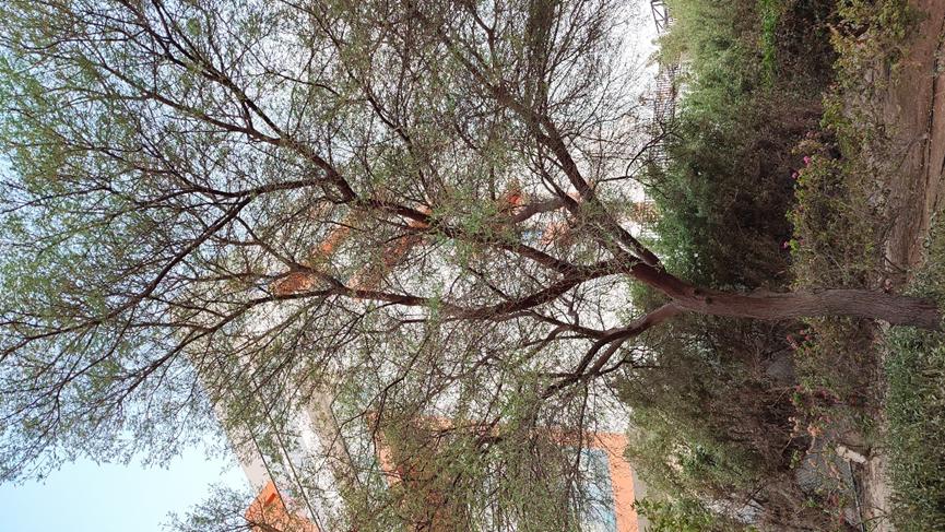 迪拜适合养什么植物,迪拜常见花草