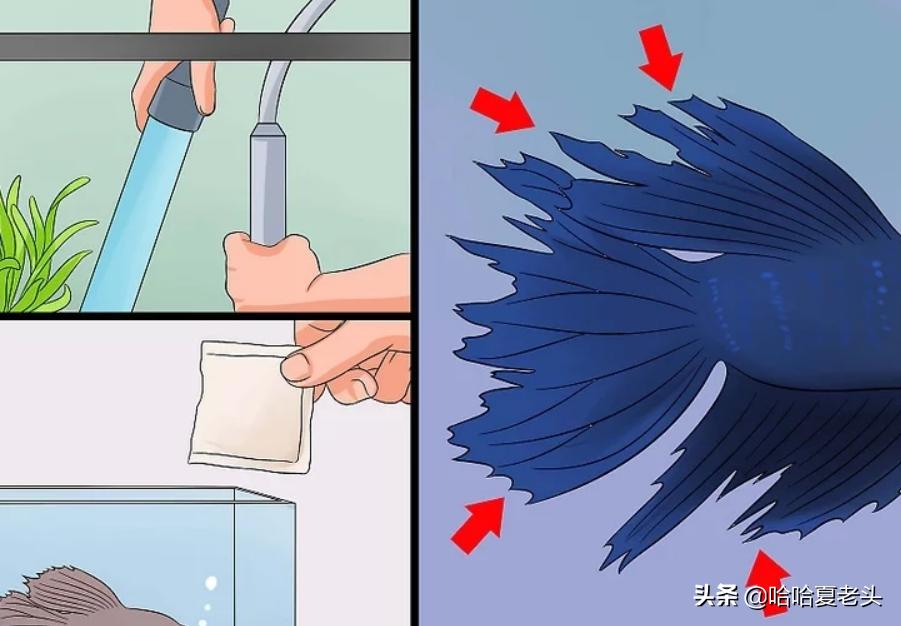 怎样拯救要死的斗鱼,怎么抢救奄奄一息的斗鱼