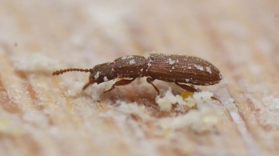 如何防止蚊虫进房间的方法,室内总有蚊子或者虫子怎么办