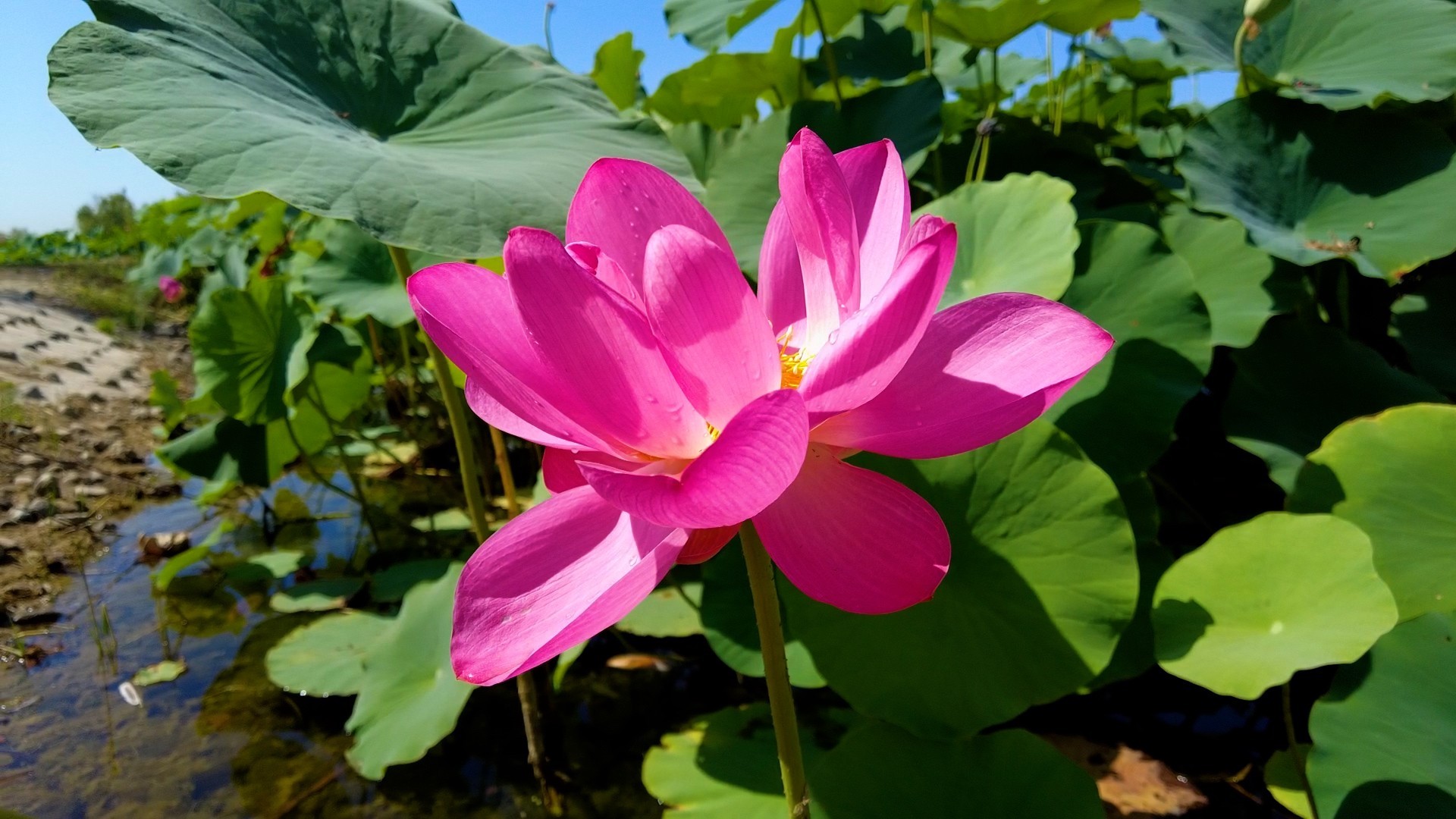 2019五家渠荷花节,五家渠荷花展