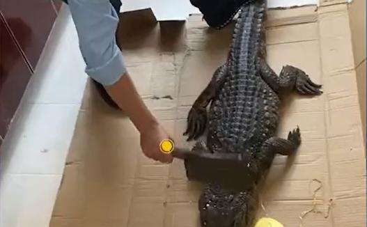 网购鳄鱼居然复活了？盒马作出回应