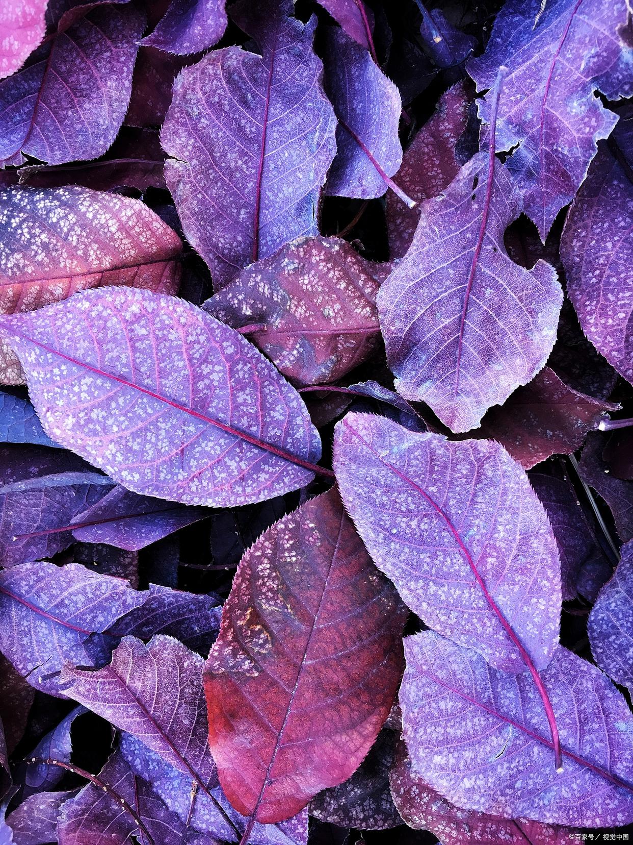 摄影如何掌握色彩搭配知识,摄影调色怎么让绿色变橙色