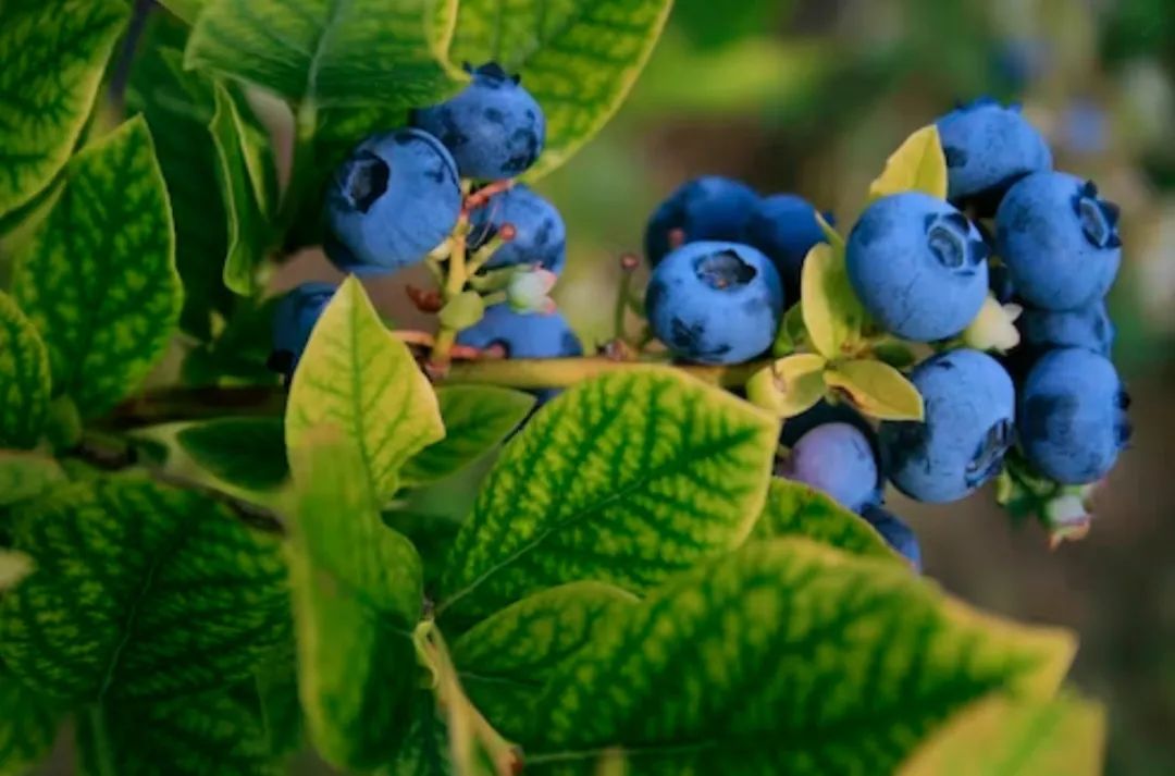贵阳蓝莓产业,贵州蓝莓种植面积及产量