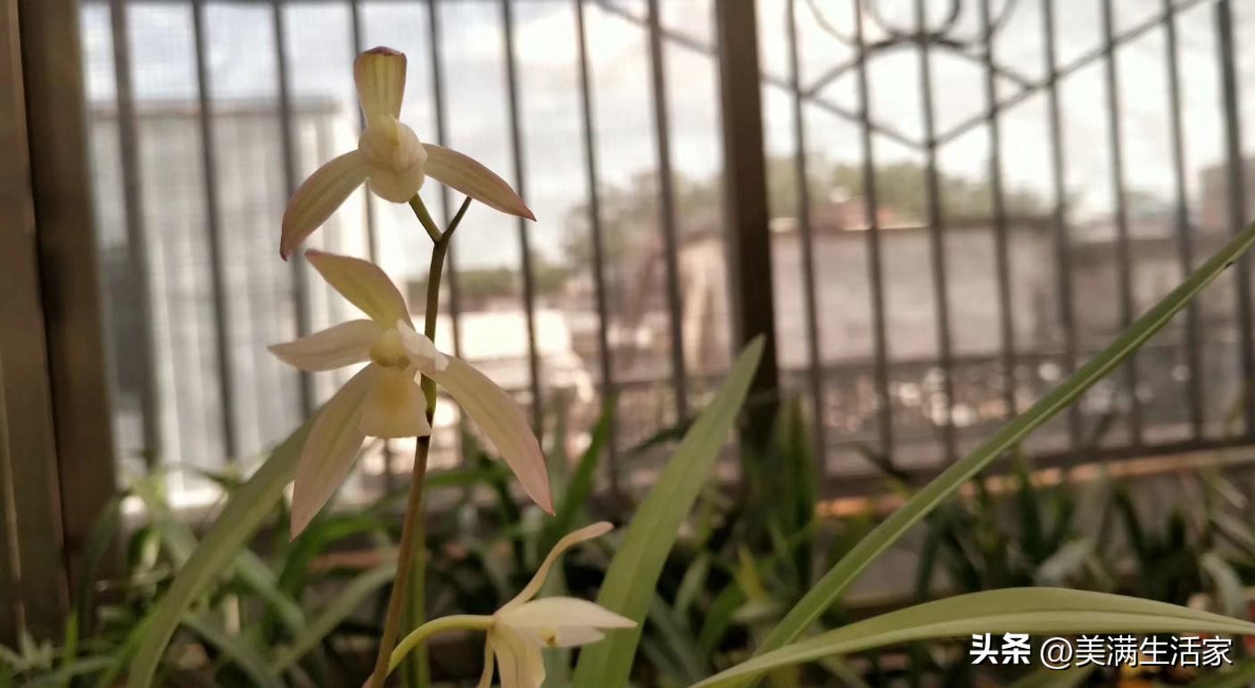 国兰瑰宝！它是建兰“八大金刚”，芳香四溢，比玉石字画都值钱