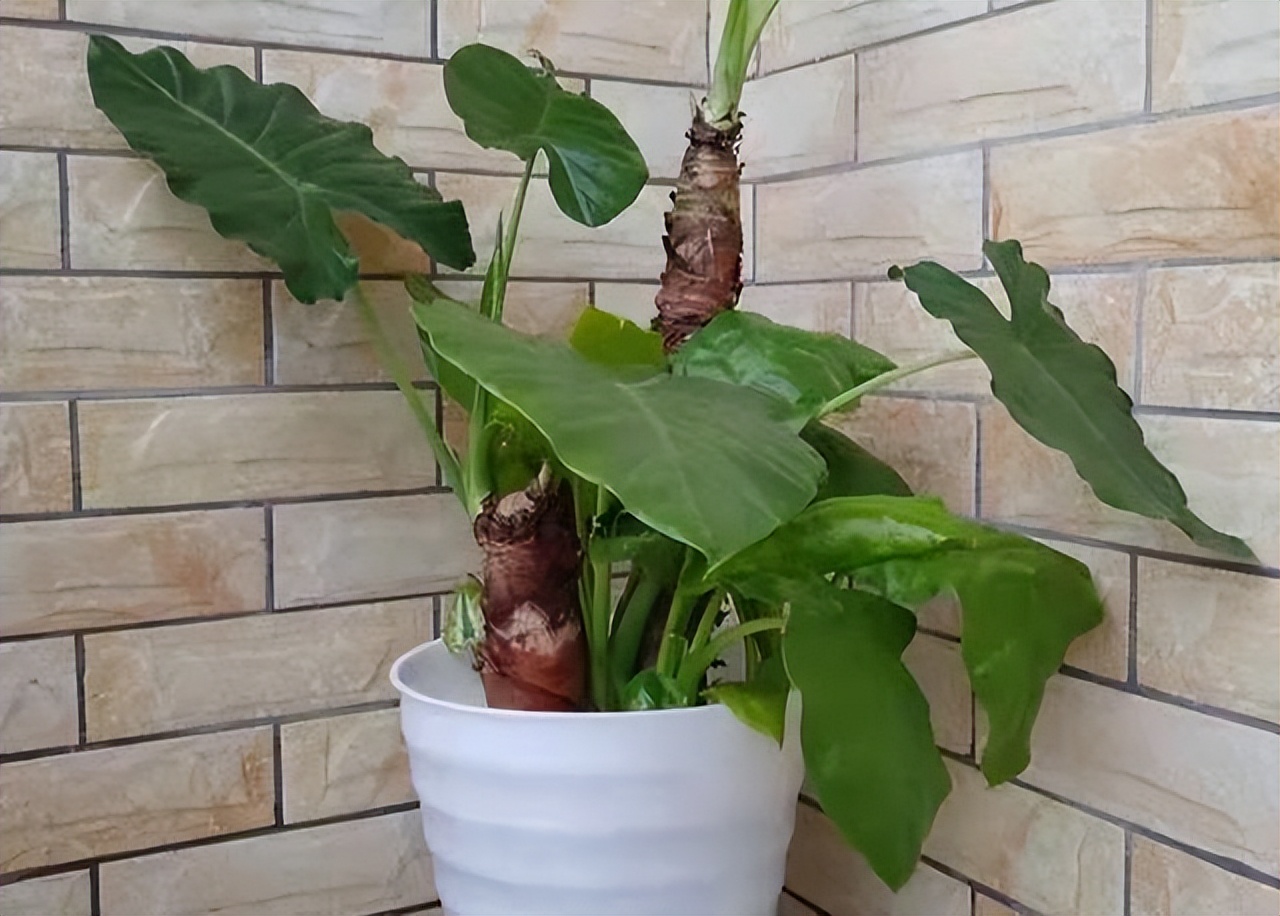 这3种花再好看也别养,5种花有毒最好不要养