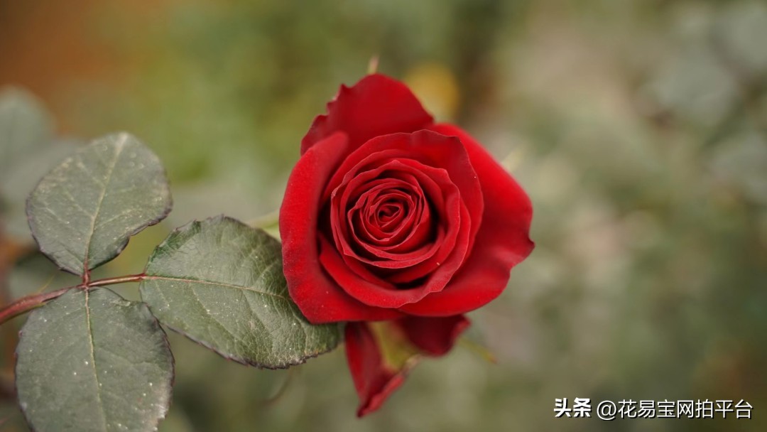 鲜花分级标准依据有哪些,鲜花种类等级排名