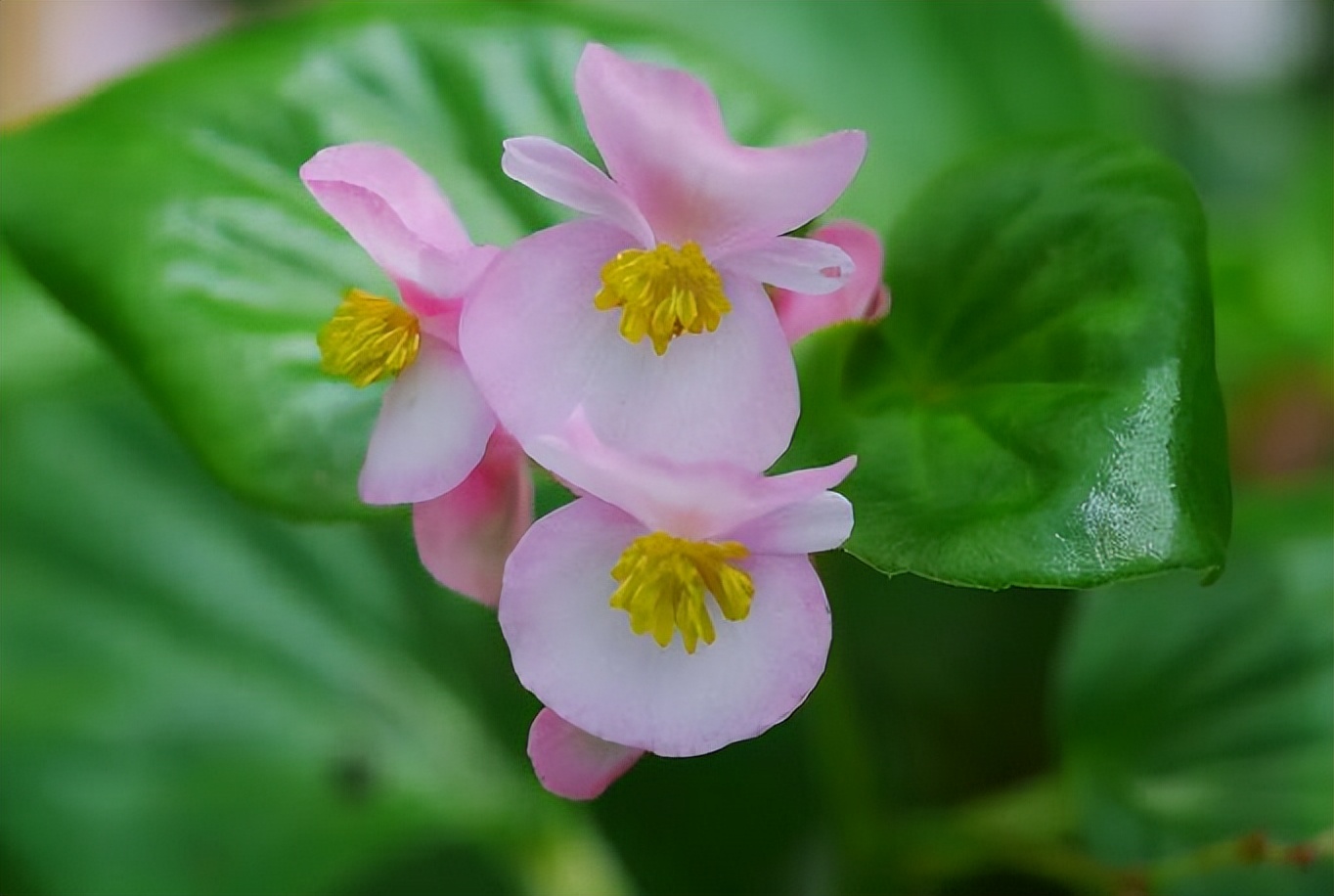 家里不栽梧桐树的原因,家中海棠有什么说法