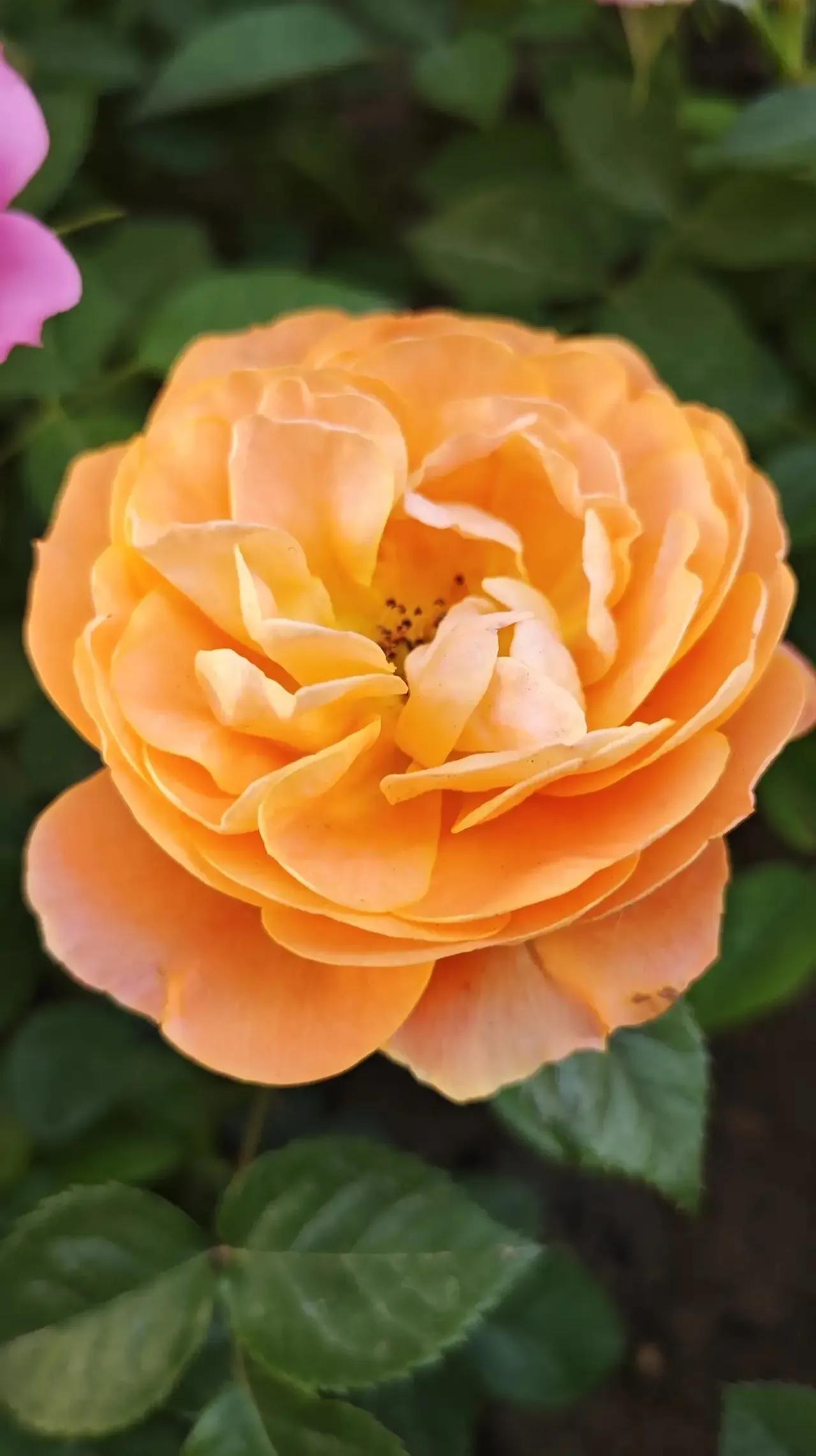 春天的月季花作文500字,春天的月季花是什么颜色