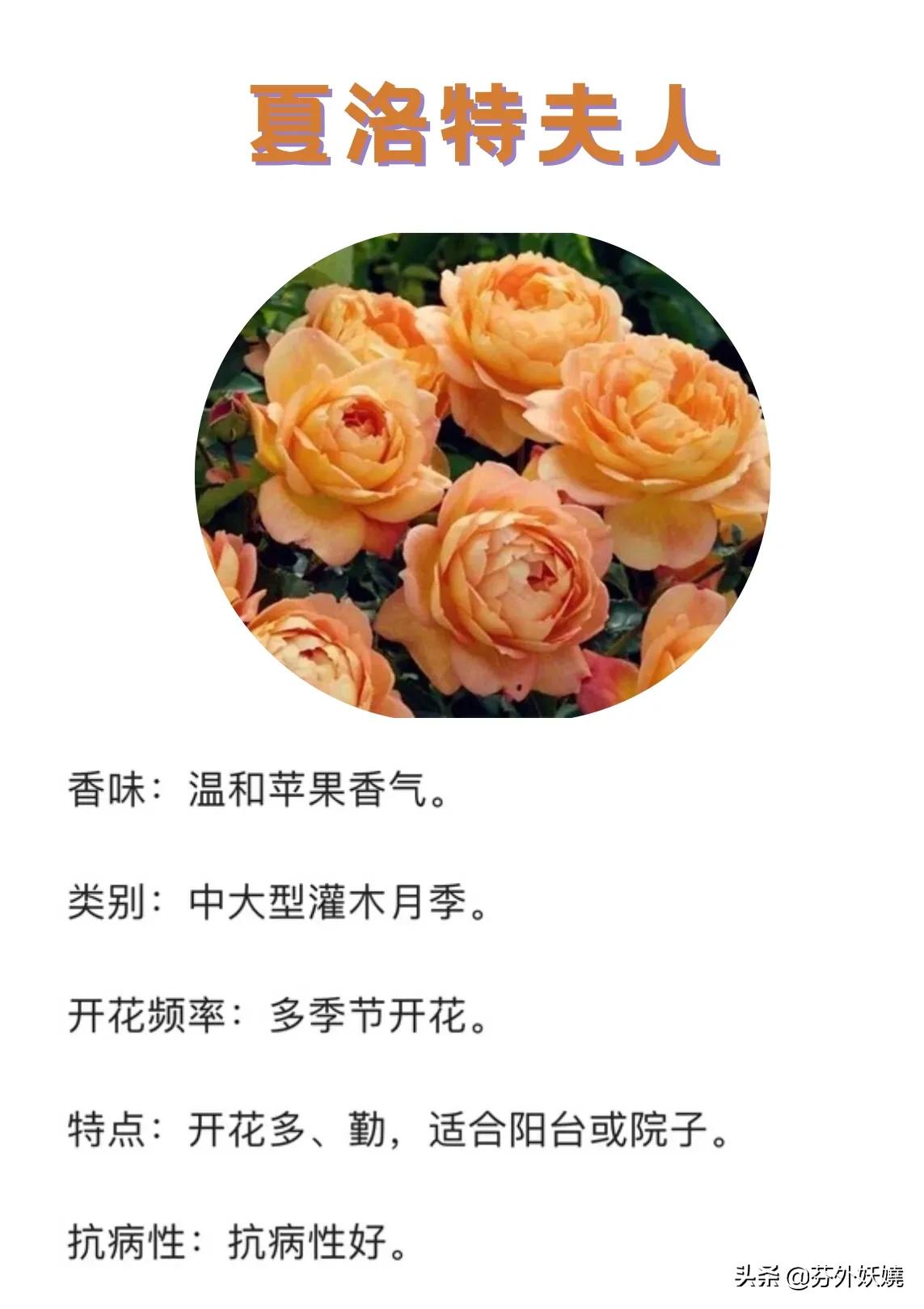 月季花抗病能力强又有香味的品种,18种花卉好看品种