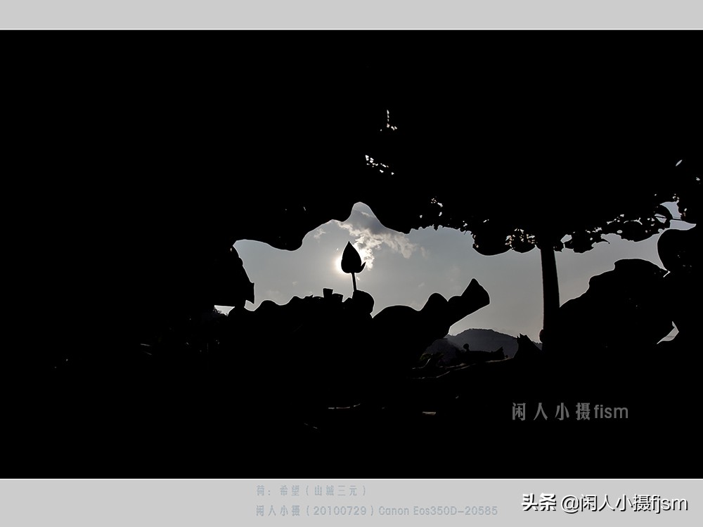 把荷花拍高级的摄影技巧,摄影荷花的拍摄技巧