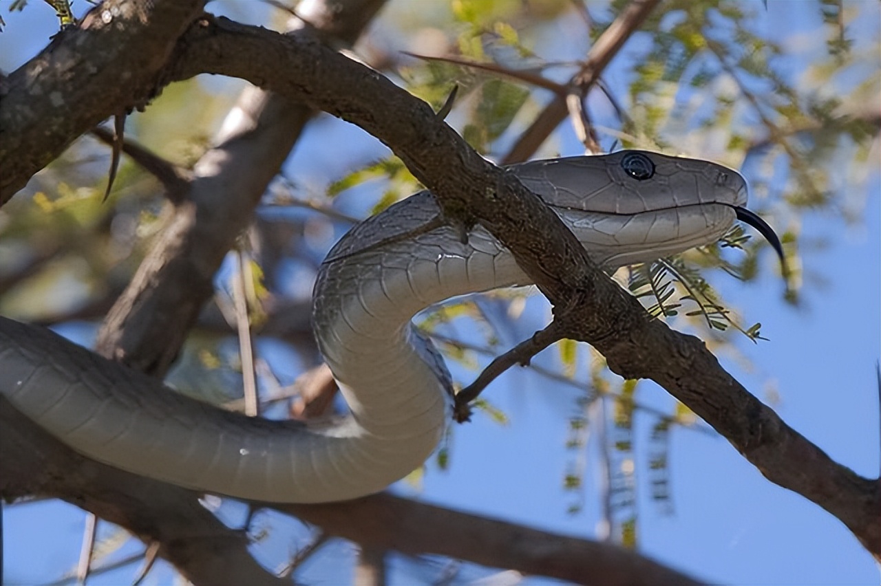 蛇类排名第一的图,蛇类十大排名