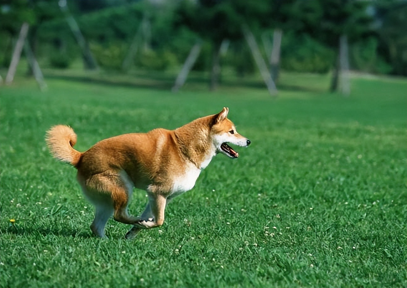 狗狗得细小什么症状怎么治疗,狗打过细小疫苗还会得细小么
