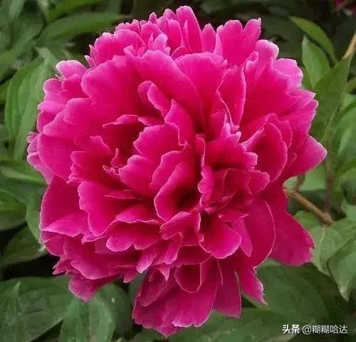 赏心悦目的花朵，风采万千，千姿百态，魅力无限，太美了