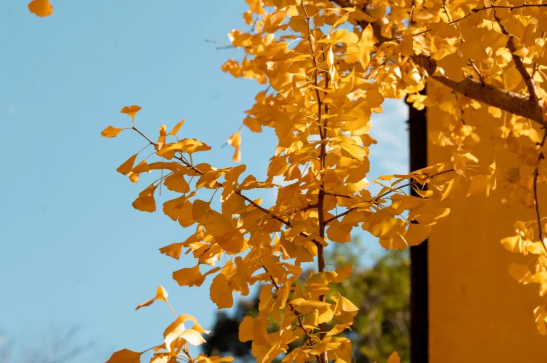 letsgo一周目图文攻略,letsgo图鉴攻略