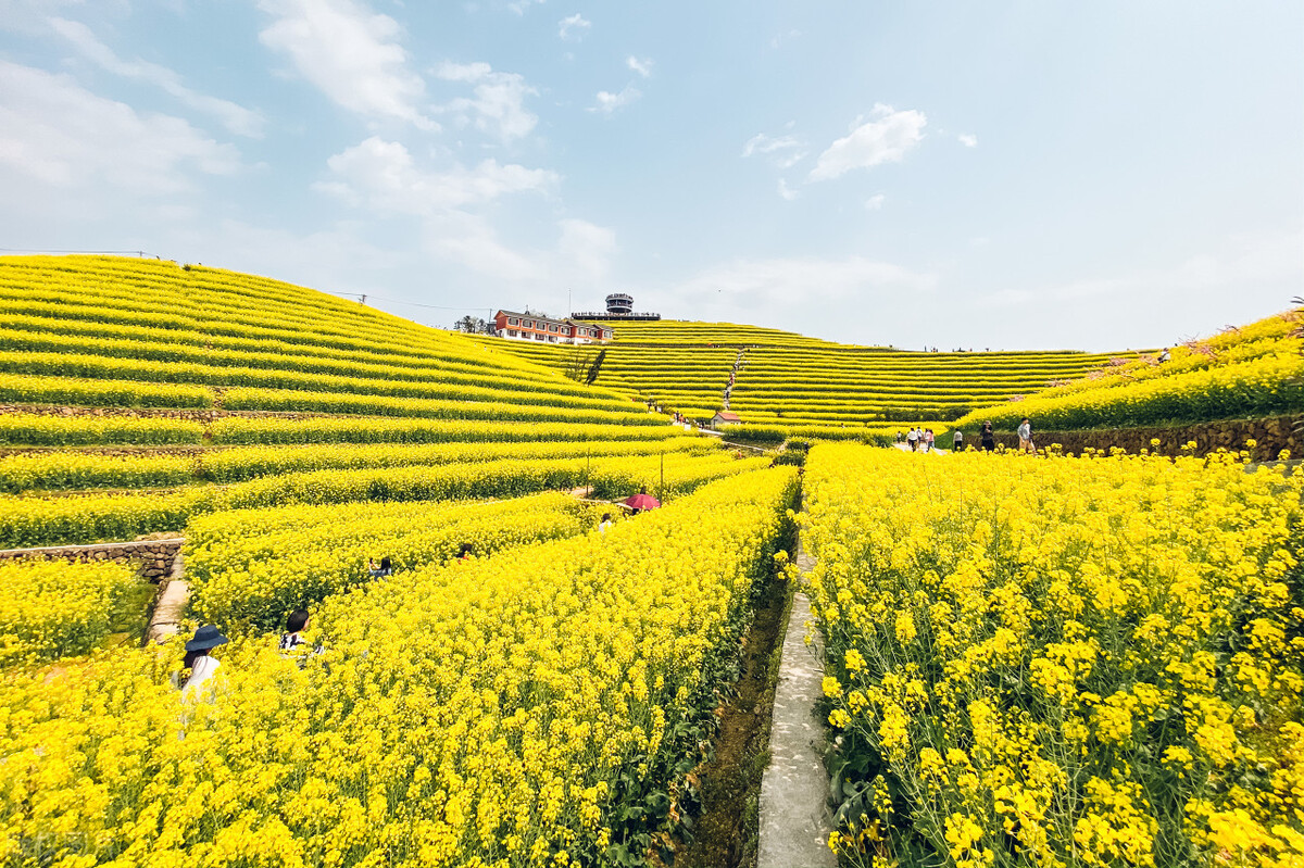 株洲沿江风光带油菜花,长沙油菜花最佳观赏地