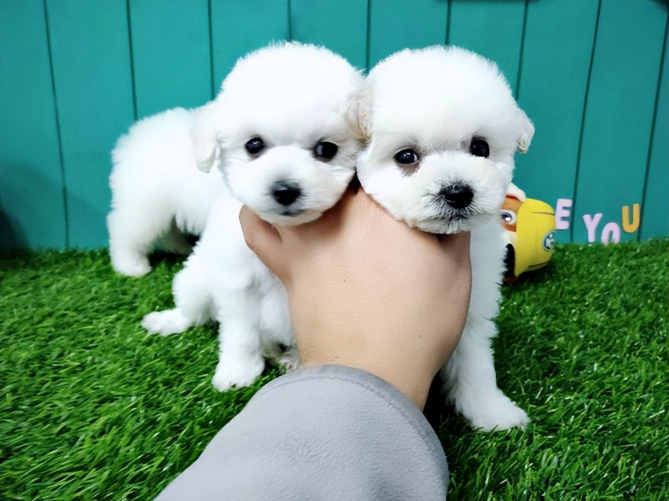 比熊泪痕严重怎么才能治好呢,比熊泪痕怎么消除最快