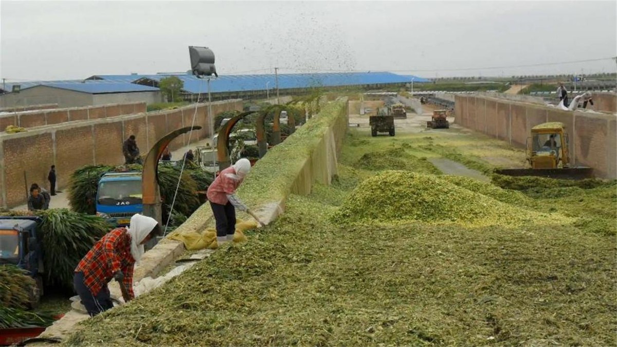 河南严禁任何毁麦事件发生,河南省严禁毁麦事件