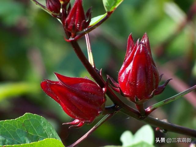 家乡的野果香甜可口,自家种的奇异果味道特别好吃