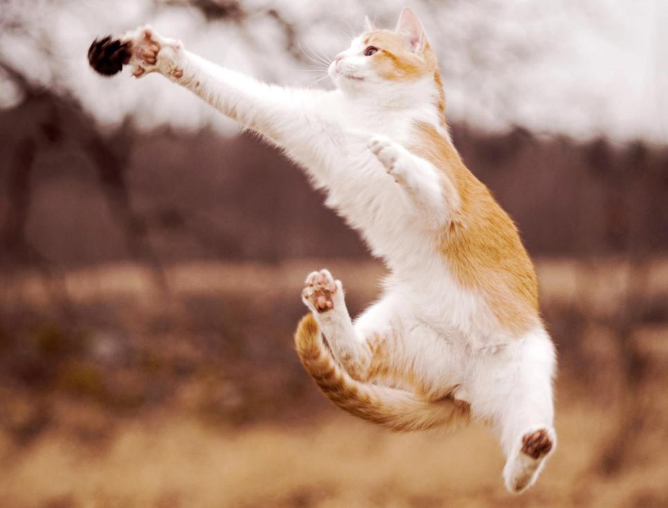 新手养猫必备猫咪行为语言大解读,猫咪16种求救信号养猫人必看