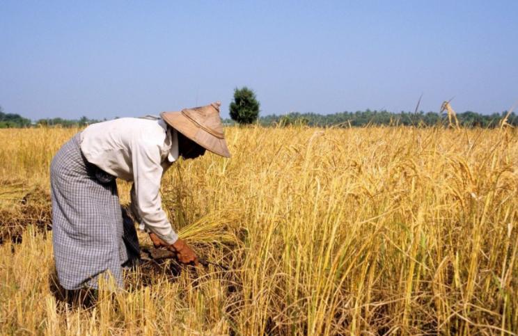 辽宁国家粮仓遭鼠患，员工训练流浪猫当兵入伍，厂内上演猫鼠大战