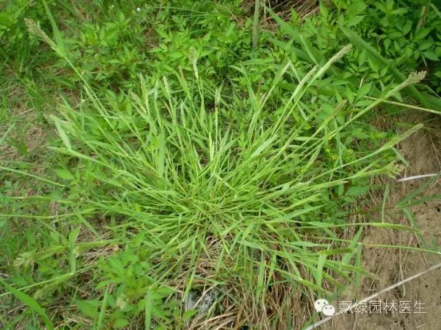 草坪杂草的防除方法,草坪杂草的物理防除