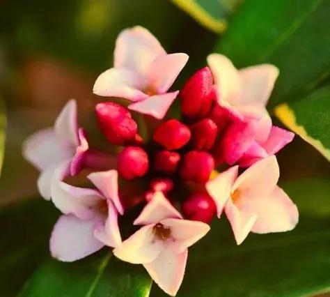 各种形态的花卉,30多种奇异的鲜花供你欣赏收藏