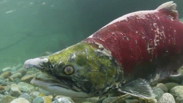 三文鱼水光真假分辨,哪种才是真正的三文鱼