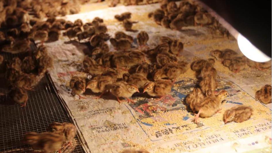 鹌鹑的饲养管理与疾病防治方案,鹌鹑养殖场怎么消毒视频