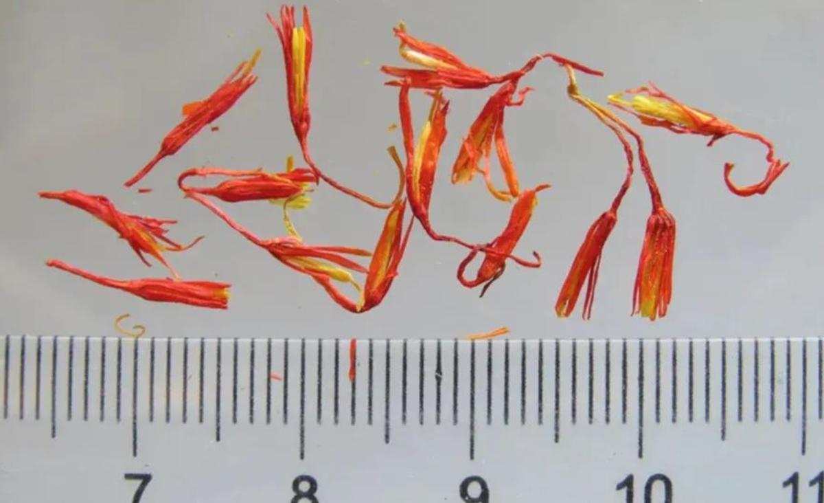 为什么国外都卖藏红花,藏红花是智商税还是真的有用