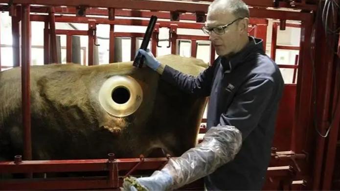 在牛身上掏个洞牛不会痛吗,牛为什么会在身上打洞