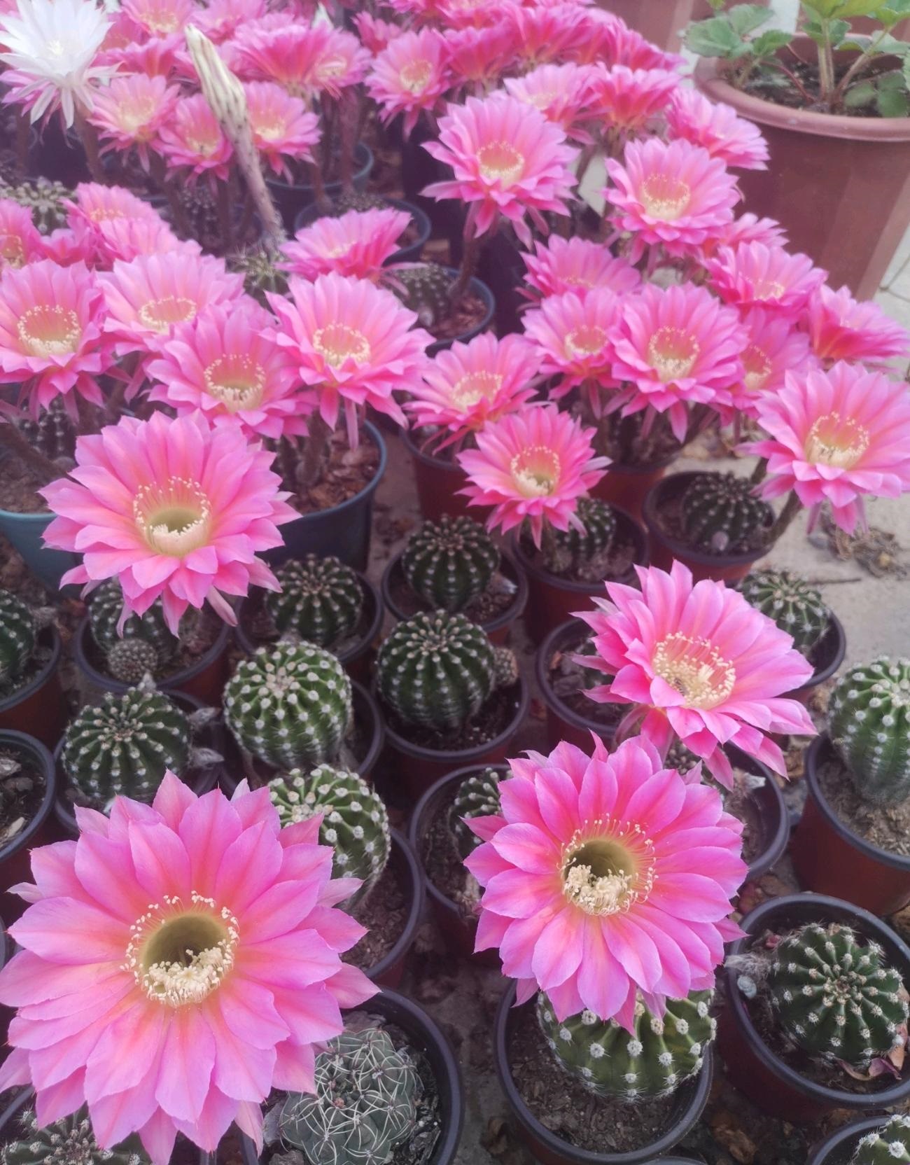 9种很会开花的仙人球，个个颜值高、开花勤奋，养护也简单