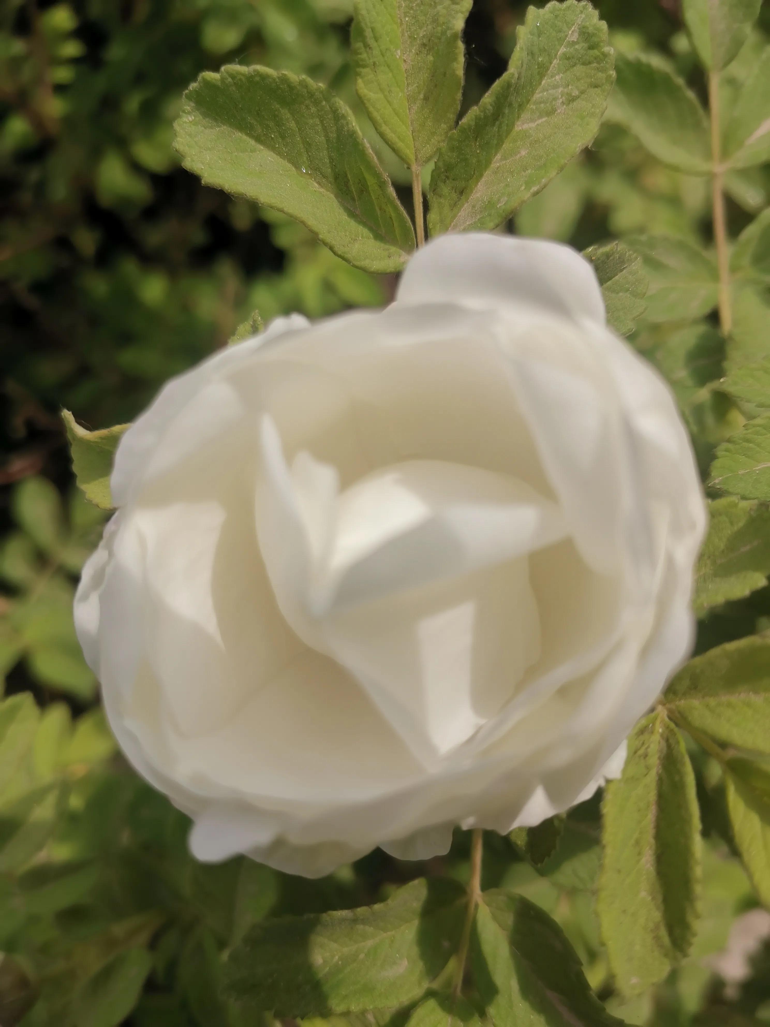 像玫瑰花绽放七律,七律深秋鲜花绽放