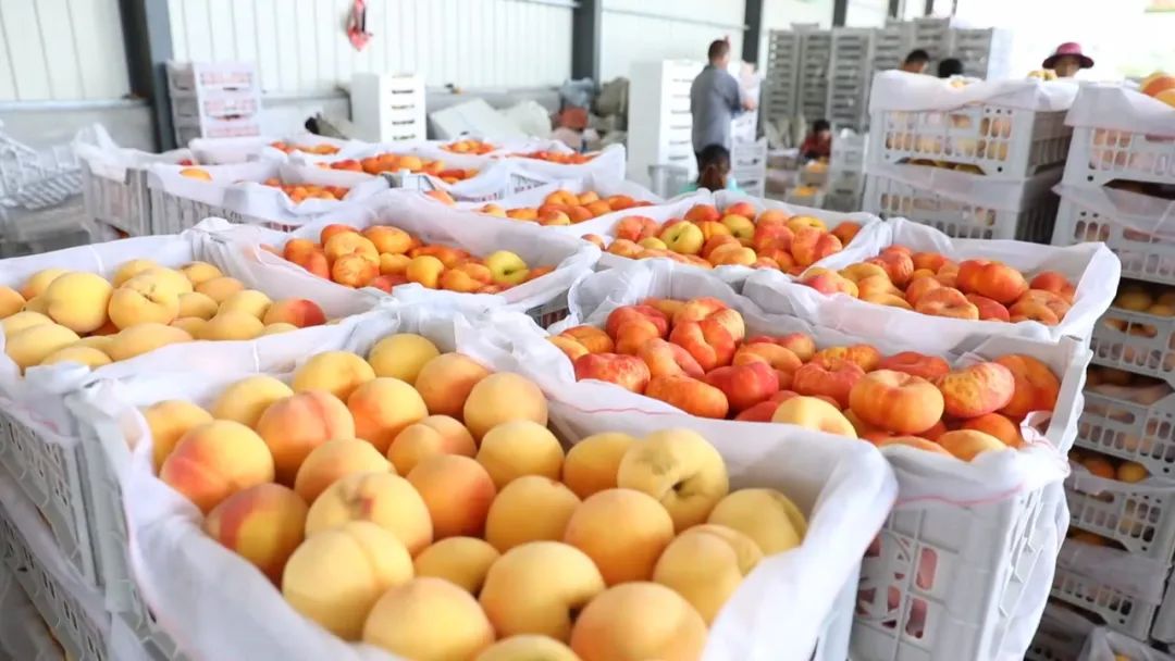 小蜜桃成就大产业系列报道之三：多元畅通的蜜桃营销