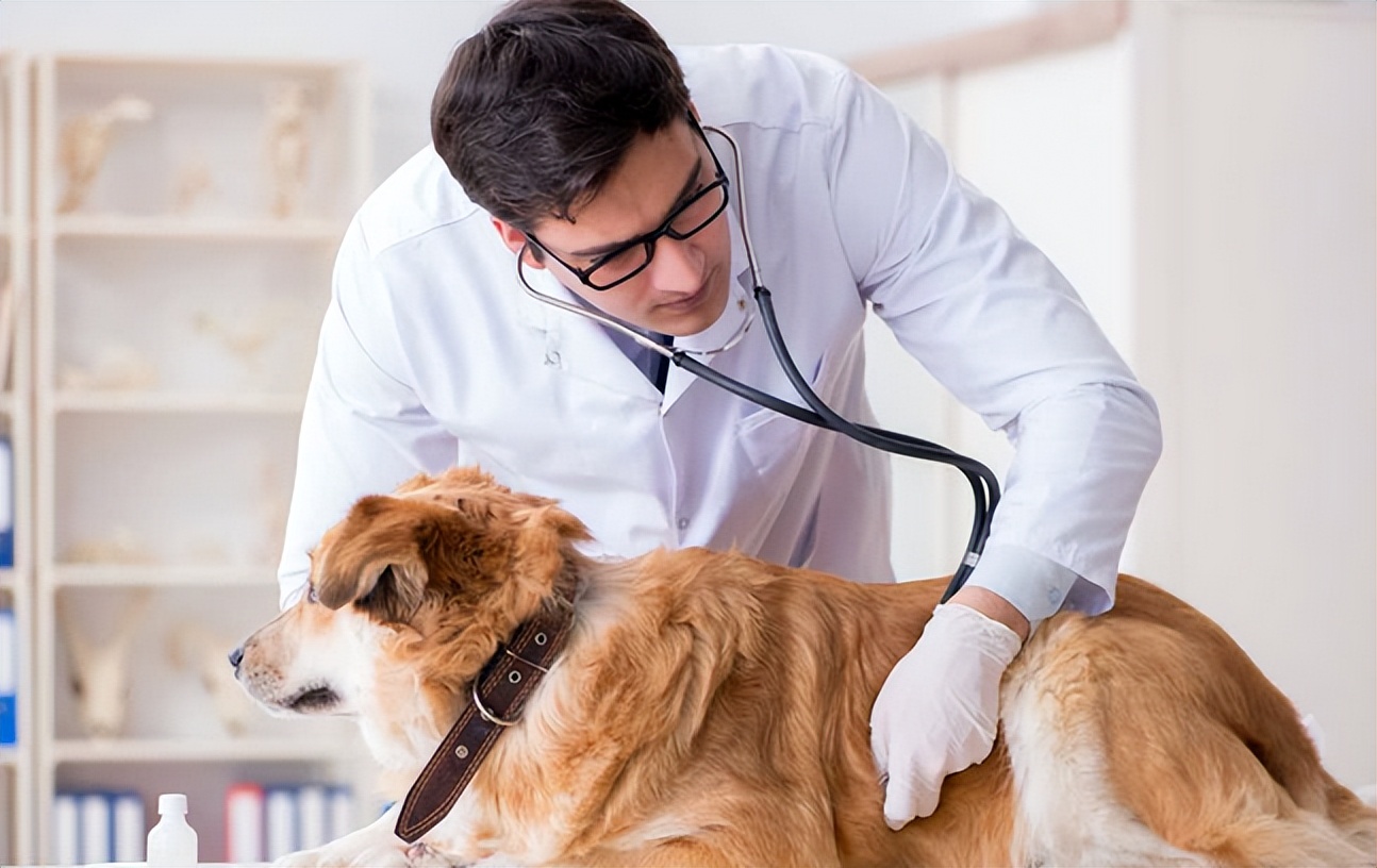 宠物挑食饿着怎么办,宠物挑食饿着还是惯着