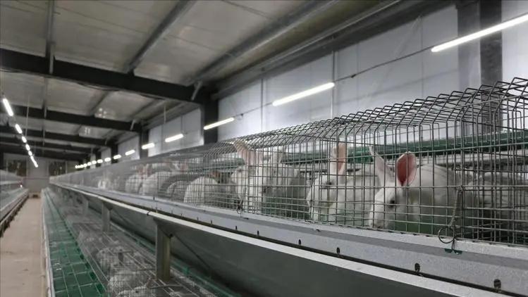 养兔技术与兔疾病防治的关系,养兔生病的症状