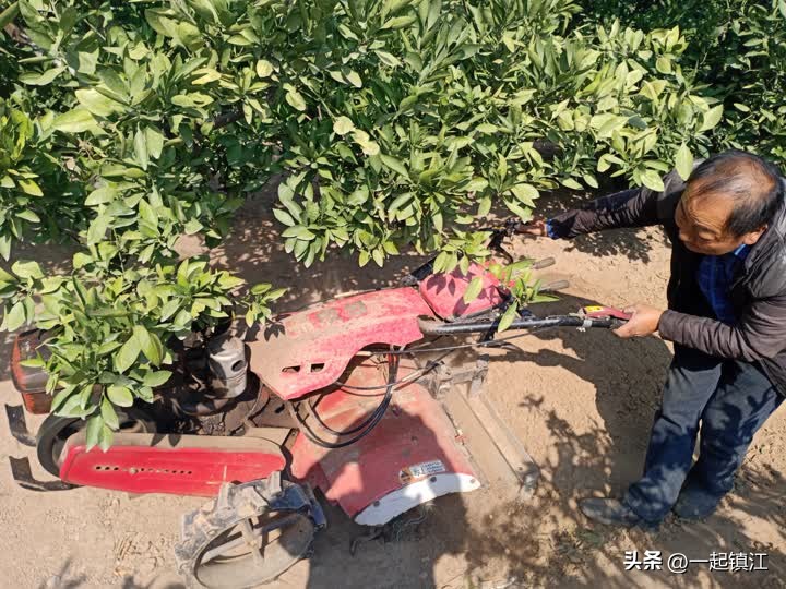 从“卖不出”到“不够卖”镇江江心洲走出困“橘”的背后