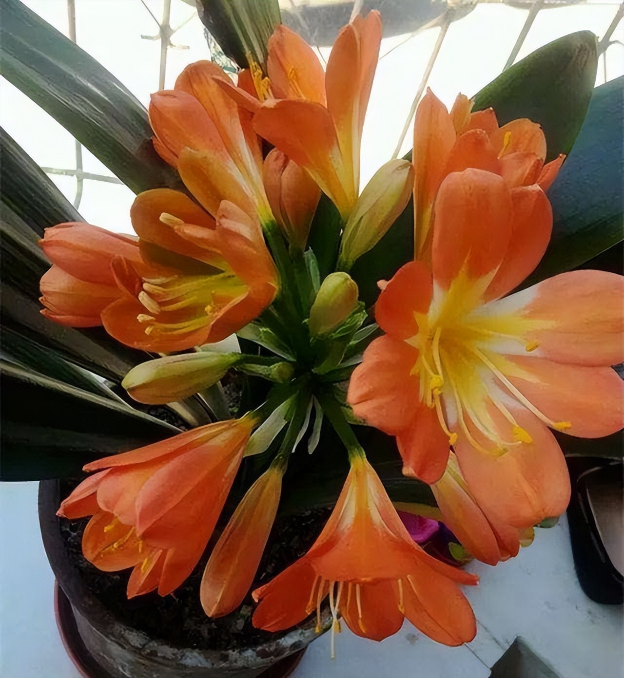 君子兰催花期可以用花多多12号吗,君子兰催花用什么最好养